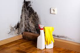 Trusted Banner Elk, NC Mold Removal & Remediation Experts